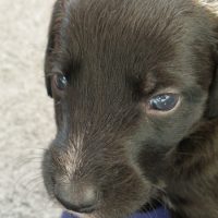 Everything Puppy!!