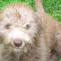 Online 'Puppy Pop-In' Sessions