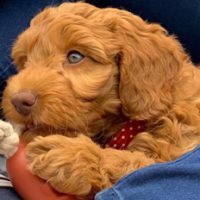 Puppy Lifeskills PLUS Course