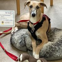 Thank you for registering for the Paws and Progress Course